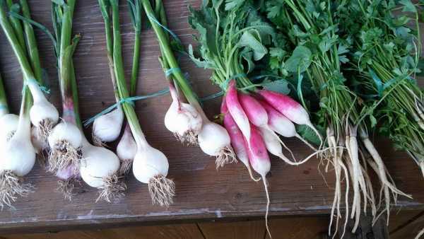 Káli Piac Köveskál házi szezonális zöldségek